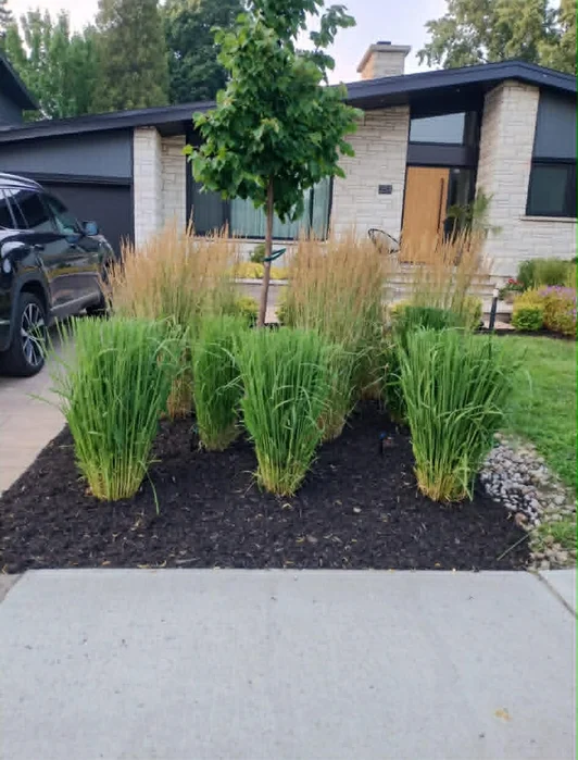 Avant l'ajout de paillis