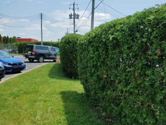 Taille des arbustes Brossard et Rive-Sud